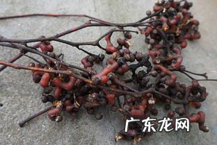 鸡爪梨泡酒的步骤 鸡爪梨泡酒有什么功效
