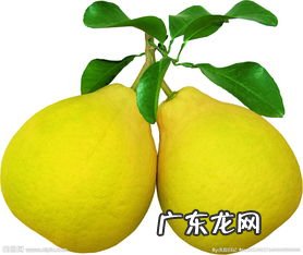 柚子里面长黄胶能吃吗 柚子里面的有金黄胶状物