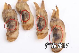 蛏子肚子里黑的能吃吗 蛏子肚子黄黄的东西是什么