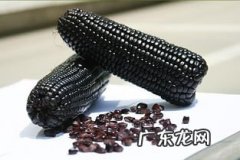 孕妇可以吃黑色玉米吗 黑玉米婴儿可以吃吗