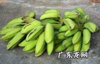 芭蕉怎么催熟 芭蕉可以放着自然熟吗