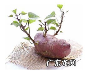 红薯在家放着出芽了还能吃吗 红薯坏了切掉还能吃吗