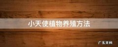 小天使绿植怎么养 小天使植物养殖方法