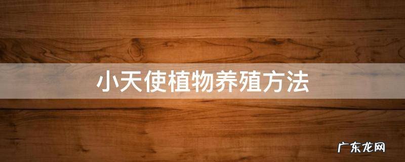 小天使绿植怎么养 小天使植物养殖方法