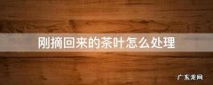 刚摘回来的茶叶怎么处理 茶叶摘回来要洗吗