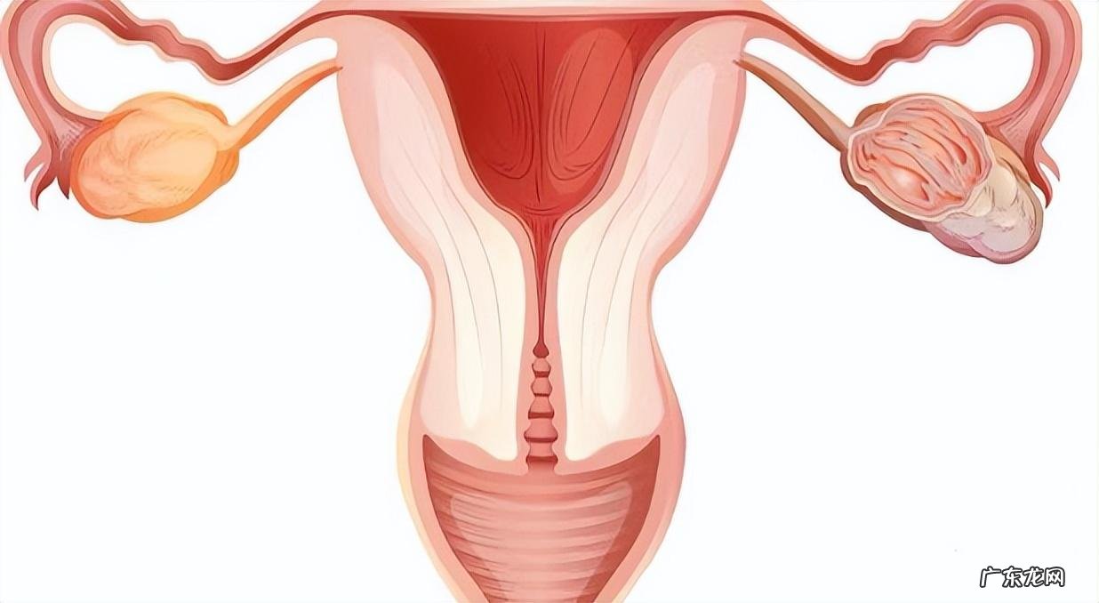 女性“巨阴症”是病?真会影响生育?医生直言:主要看这3种情况