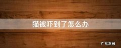 猫被吓到了怎么办 猫被吓到了怎么办才能好不让碰