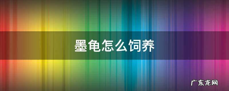 墨乌龟怎么养 墨龟怎么饲养