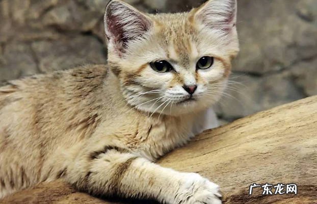 黑足猫 什么品种的猫养了就犯法