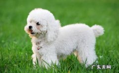 贵宾犬 养狗狗的首选品种是什么