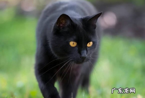 玄猫 哪些是有灵性并忠于主人的猫