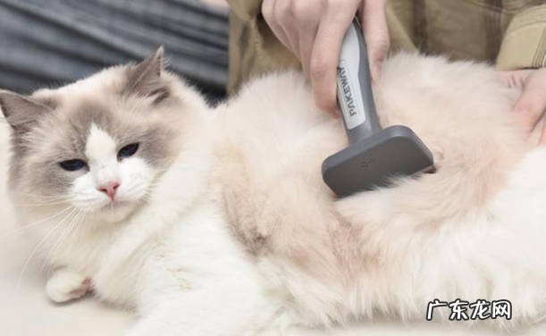 清理猫砂 干净养猫的方法是什么