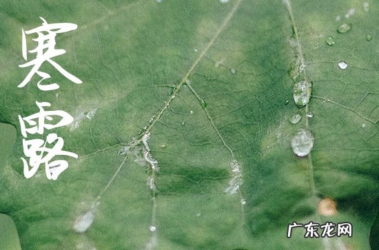 寒露节气给最爱的人的祝福