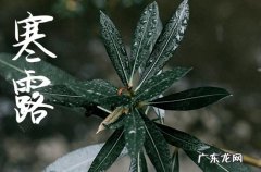 寒露发朋友圈的说说