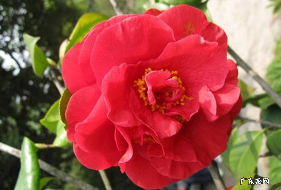 赤丹 什么品种的茶花好养