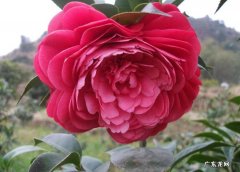 赤丹 什么品种的茶花好养