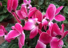 仙客来 哪些花被称作大水桶