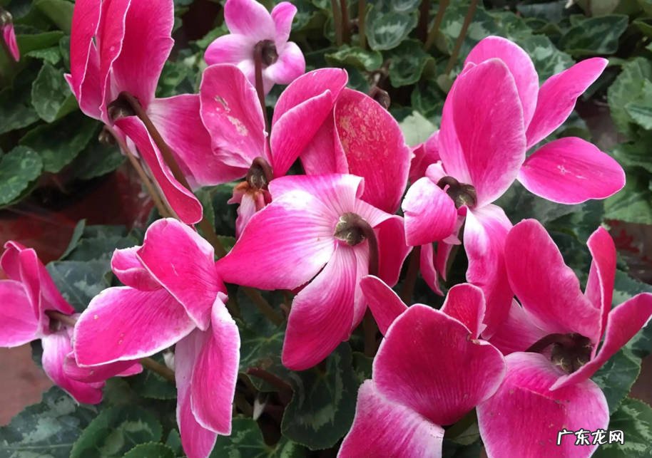仙客来 哪些花被称作大水桶