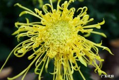 菊花 秋天适合入手什么花