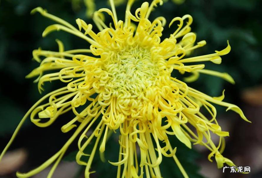 菊花 秋天适合入手什么花