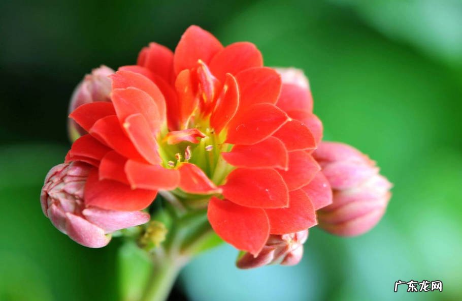 菊花 秋天适合入手什么花