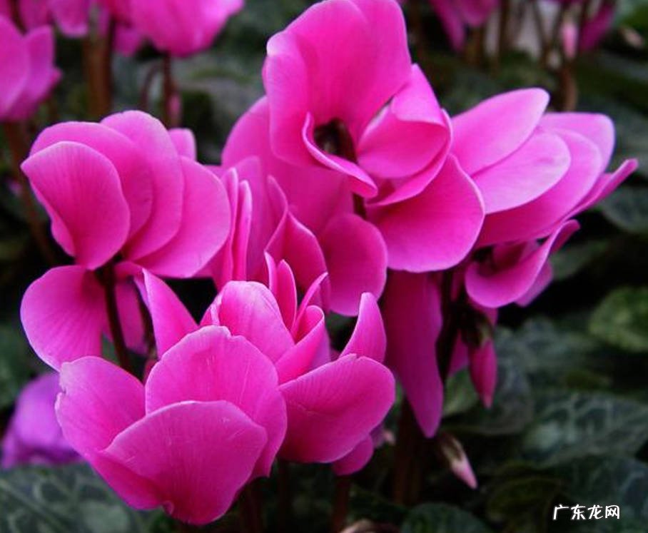 菊花 秋天适合入手什么花