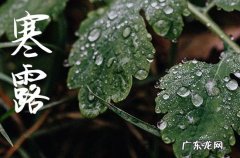 寒露发给客户的信息