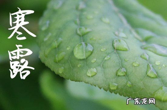 寒露发给客户的简短信息