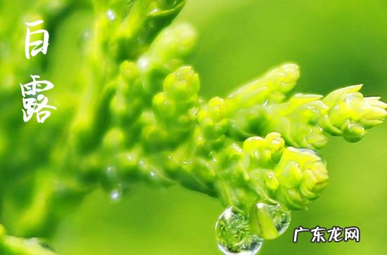 2023年白露节气的时间