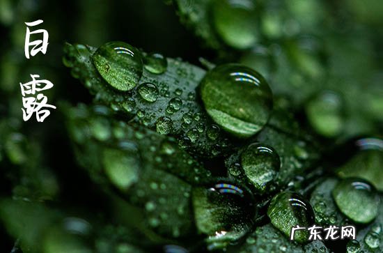 今年的白露是哪天2023