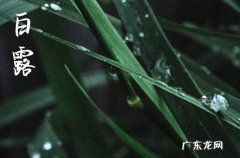 23年白露是哪一天
