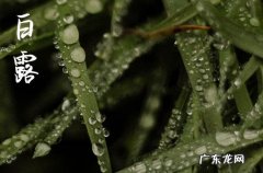 白露节气好钓鱼吗