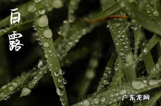 白露节气好钓鱼吗