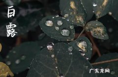 白露吃鸡是哪里的风俗