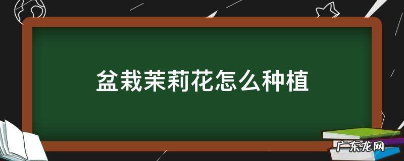 怎样栽种茉莉花 盆栽茉莉花怎么种植