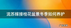 流苏嫁接桂花盆景冬季如何养护和管理 流苏嫁接桂花盆景冬季如何养护