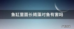 鱼缸里面长褐藻对鱼有害吗 鱼缸里长褐藻好吗