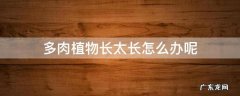 多肉植物长太长怎么办呢 多肉植物长太长了怎么办