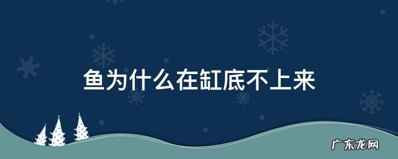 鱼在鱼缸底部游不上来 鱼为什么在缸底不上来