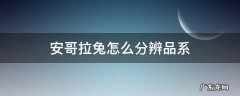 安哥拉兔和肉兔怎么区分 安哥拉兔怎么分辨品系