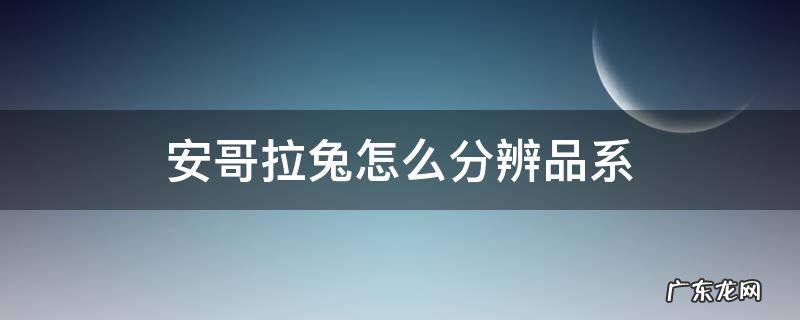 安哥拉兔和肉兔怎么区分 安哥拉兔怎么分辨品系