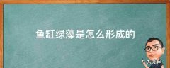 鱼缸里的绿藻怎么形成 鱼缸绿藻是怎么形成的