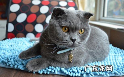橘猫 习惯咬人的猫咪是什么