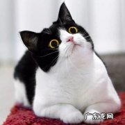 橘猫 习惯咬人的猫咪是什么