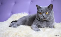 短毛猫 什么品种的猫咪脾气好