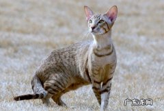 短毛猫 养不熟的猫咪是什么
