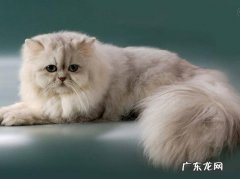 波斯猫 哪些品种的猫咪逐渐跌落神坛