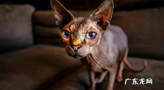 波斯猫 哪些品种的猫咪逐渐跌落神坛