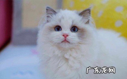 加菲猫 哪些是猫界的怂包