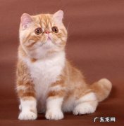 加菲猫 哪些是猫界的怂包